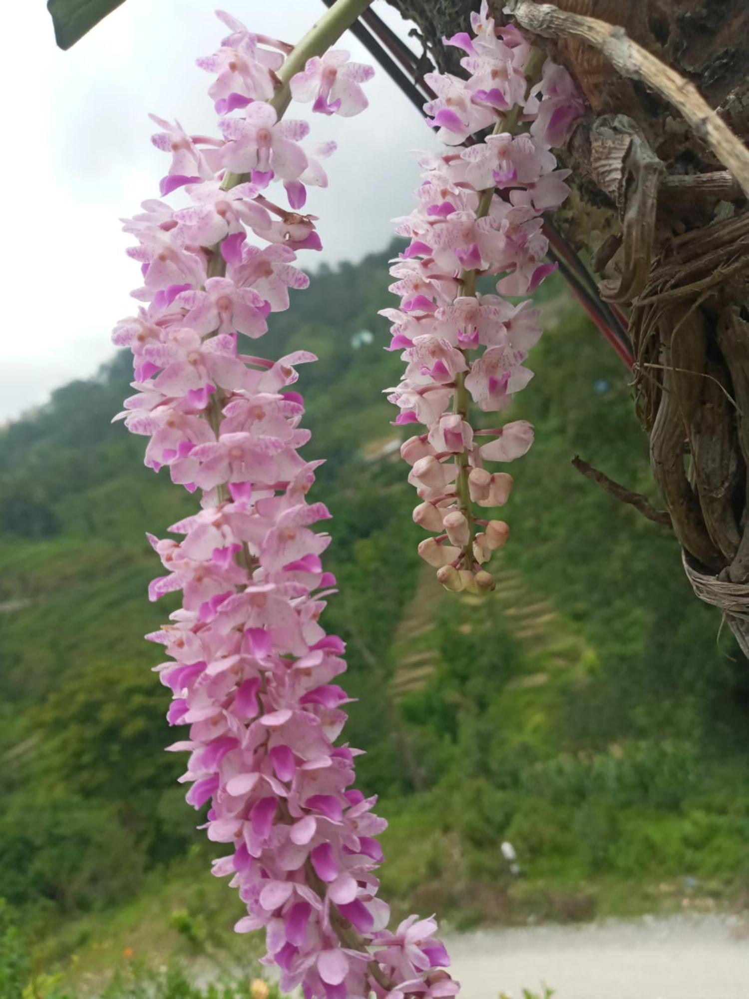 Unique Point Home Stay Nagarkot Exteriér fotografie
